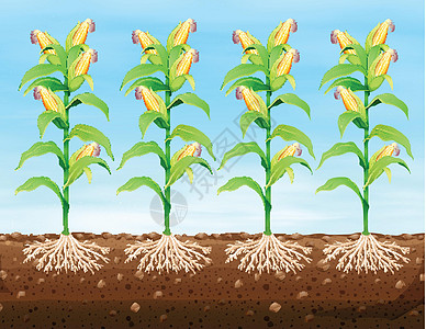 玉米种植在地面上图片