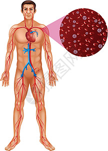 人体血液循环生物绘画生物学科学男人x光插图医疗健康夹子背景图片