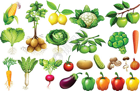 各种蔬菜剪裁洋葱土豆收藏绘画饮食低热量插图夹子玉米设计图片