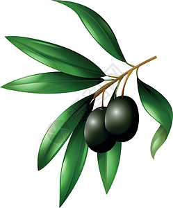 树枝上的黑橄榄果图片