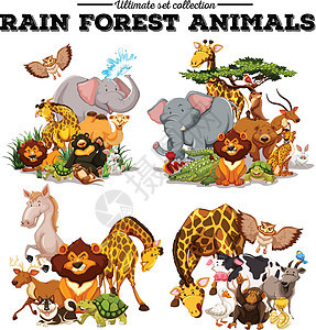 不同种类的雨林动物图片