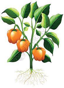 树枝上的橙色辣椒图片