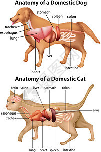 家养狗和 ca 的解剖图片