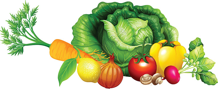 各种蔬菜夹子营养洋葱小路饮食烹饪插图艺术白色卡通片图片