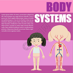 女孩的身体系统青年消化系统插图器官解剖学静脉童年瞳孔科学学生图片