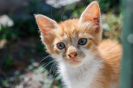 像家畜一样的可爱美小猫肖像卡片猫科孤独宠物怜悯哺乳动物头发眼睛工作室食肉图片