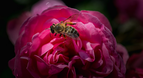 蜜蜂从玫瑰中收集花粉黄色红色蜂蜜花园植物植物群植物学花瓣白色草本植物图片