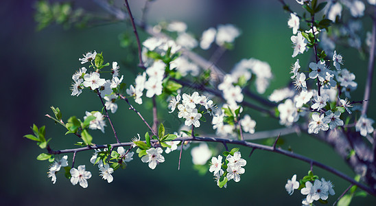 在公园里有白花的李子枝 有选择性的焦点美丽植物学叶子花瓣李子植物群植物季节花园晴天图片