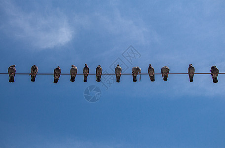 笼罩在有天空背景的丝线上的鸽子剪影动物荒野生活羽毛野生动物城市生态自由旅行图片