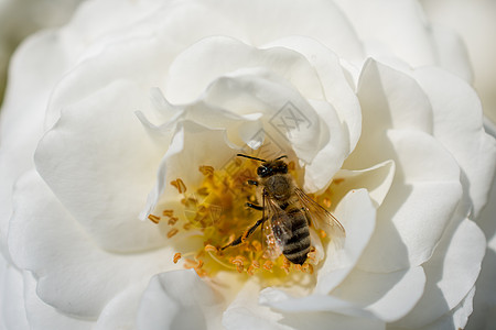 蜜蜂从玫瑰中收集花粉叶子蜂蜜植物群白色红色绿色美丽草本植物黄色花瓣图片