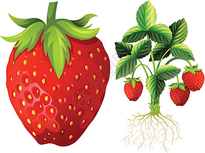 草莓和草莓计划图片