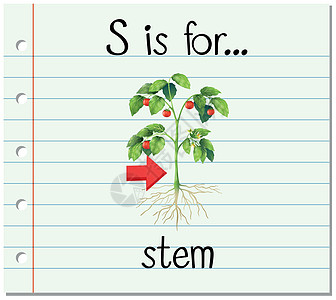 抽认卡字母 S 代表 ste插图卡片幼儿园植物绘画拼写刻字食物小号阅读图片