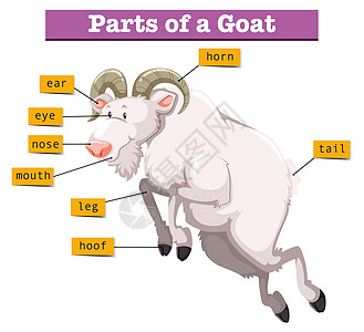 显示果阿部分地区的图表野生动物哺乳动物山羊喇叭生物异国热带农场绘画情调图片
