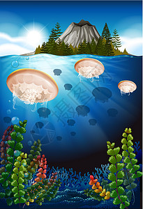 海下游动的水母风景珊瑚礁插图生物荒野哺乳动物艺术海蜇海洋火山图片