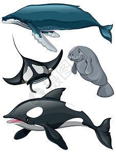 不同种类的鲸鱼和鱼图片