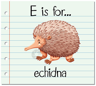 抽认卡字母 E 代表 echidn异国刻字生物卡片夹子绘画热带哺乳动物写作字体图片