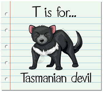 抽认卡字母 T 代表塔斯马尼亚德维夹子恶魔插图绘画刻字野生动物幼儿园闪光生物拼写图片