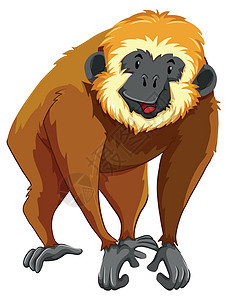 棕色长臂猿与快乐的脸背景图片