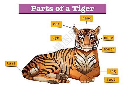 显示部分 tige 的图表剪裁解剖学食肉哺乳动物热带艺术异国情调夹子老虎图片