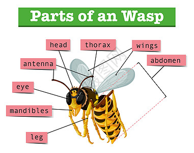黄蜂用词解剖图片
