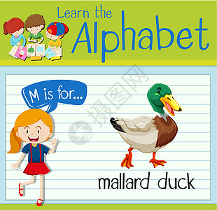 抽认卡字母 M 代表绿头鸭野生动物卡片教育学校工作演讲活动孩子海报插图图片