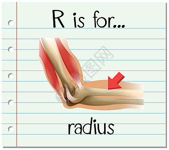 抽认卡字母 R 代表半径器官教育肌肉写作解剖学幼儿园卡片教育性拼写字体图片