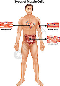 显示肌肉细胞类型的图表小路艺术剪裁科学男人人体医疗解剖学夹子器官图片