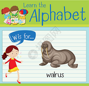 抽认卡字母 W 是 walru学习海象夹子动物插图教育白色野生动物工作海狮图片