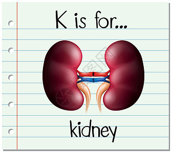抽认卡字母 K 代表肾脏细胞写作刻字阅读人体插图绘画生物学教育部分图片