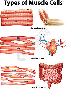 显示肌肉细胞类型的图表生物学疾病夹子科学解剖学小路绘画器官人体癌症图片