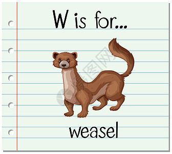 抽认卡字母 W 是为了方便教育纸板阅读黄鼠狼英语绘画字体闪光写作热带图片