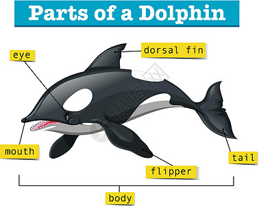显示海豚部分的图表图片
