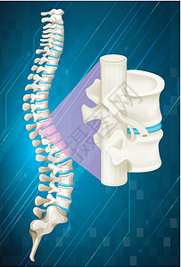 蓝色背景上的脊椎骨图片