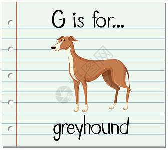 抽认卡字母 G 是灰猎犬插图哺乳动物字体小狗闪光艺术绘画野生动物宠物阅读图片