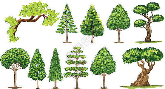 不同种类的树图片