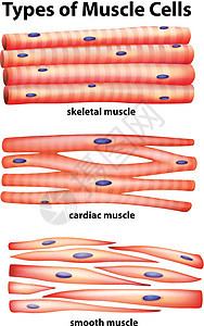 显示肌肉细胞类型的图表夹子艺术健康心肌白色癌症科学插图生物剪裁图片