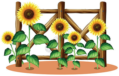 向日葵和木栅栏插图小路绿色花朵园艺植物绘画夹子环境剪裁图片