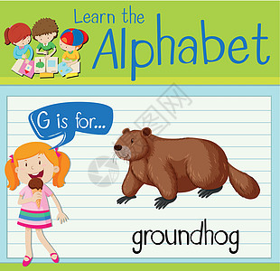 抽认卡字母 G 代表 groundho工作卡片插图动物绘画土拨鼠教育学校生物热带图片