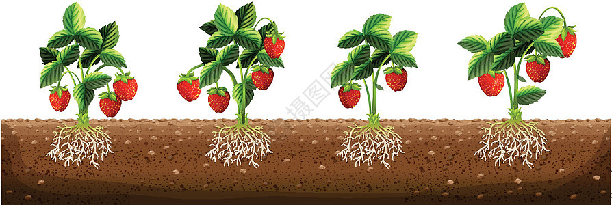 农场的草莓植物剪裁绘画种植花园农业食物插图农作物艺术小路背景图片