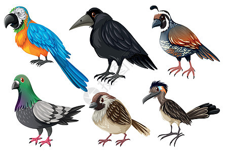 不同种类的野鸟动物金刚鹦鹉鸟类鹌鹑小路啄木鸟异国绘画情调团体图片