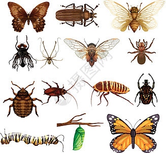 不同种类的野生昆虫图片