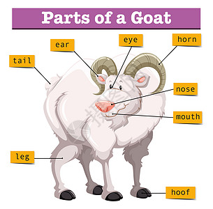显示果阿部分地区的图表绘画解剖学热带生物夹子插图哺乳动物山羊小路尾巴图片