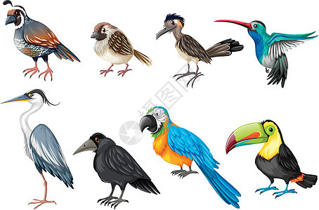 不同类型的野生鸟类艺术动物蜂鸟起重机小路哺乳动物夹子乌鸦掠夺麻雀图片