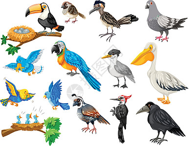 不同种类的鸟 se图片