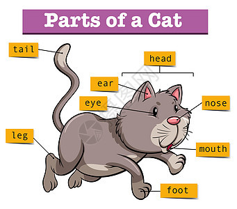 显示部分 ca 的图表绘画解剖学小猫标签食肉野生动物艺术宠物科学夹子图片