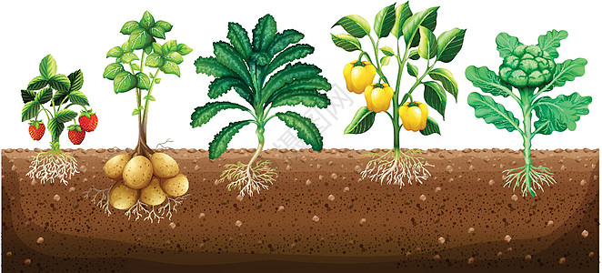 多种蔬菜种植在地面上图片