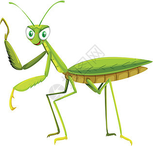 白色背景上的绿色蚂蚱背景图片