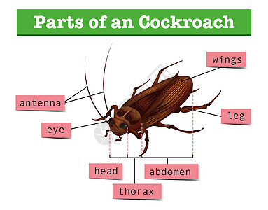 显示蟑螂部分的图表翅膀害虫艺术插图昆虫学习解剖学天线标签绘画图片