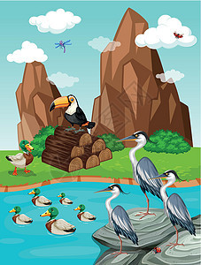 桥边的鸟和鸭子图片