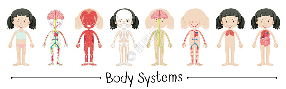 人类女孩的身体系统图片